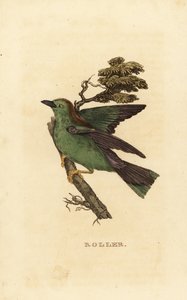 Gumlende rulle eller europæisk rulle, Coracias garrulus af Edward Donovan