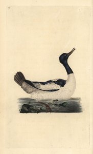 Gåsand, Mergus bådbåd. Håndfarvet kobberplade tegnet og graveret af Edward Donovan fra hans egen "Natural History of British Birds," London af Edward Donovan