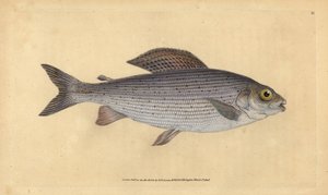 Harr, Thymallus thymallus (Salmo thymallus). Håndfarvet kobberplade tegnet og indgraveret af Edward Donovan fra hans Natural History of British Fishes, Donovan og F.C. og J. Rivington, London af Edward Donovan