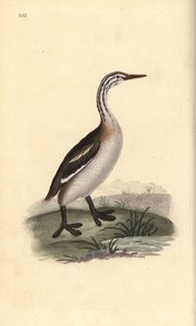 Storspovedykker, Podiceps cristatus. Håndfarvet kobberplade tegnet og graveret af Edward Donovan fra hans egen "Natural History of British Birds," London af Edward Donovan
