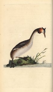Storspovedykker, Podiceps cristatus. Håndfarvet kobberplade tegnet og graveret af Edward Donovan fra hans egen "Natural History of British Birds," London af Edward Donovan