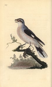 Stor gråspurv (hun), Lanius excubitor. Håndkoloreret kobberstik tegnet og graveret af Edward Donovan efter hans egen "Natural History of British Birds", London af Edward Donovan