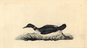 Stor nordlig lom eller dykker, Gavia immer. Håndfarvet kobberplade tegnet og graveret af Edward Donovan fra hans egen "Natural History of British Birds," London af Edward Donovan