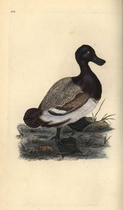 Større ænder, Aythya marila. Håndfarvet kobberplade tegnet og graveret af Edward Donovan fra hans egen "Natural History of British Birds," London af Edward Donovan