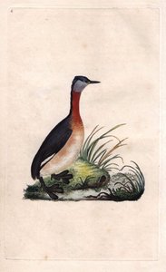 Grebe munter. Podiceps grisegena (Podiceps ruficollis). Kobberstik af Edward Donovan (1768-1837), udgivet i Histoire naturelle des oiseaux britanniques, London af Edward Donovan