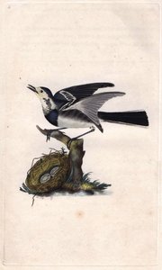 Grå vipstjert. Motacilla alba. Kobberstik af Edward Donovan (1768-1837), udgivet i Natural History of British Birds, London af Edward Donovan