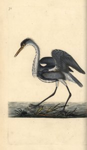 Gråhejre, Ardea cinerea. Håndfarvet kobberplade tegnet og graveret af Edward Donovan fra hans egen "Natural History of British Birds," London af Edward Donovan