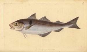 Kuller, Melanogrammus aeglefinus (Gadus aeglefinus). Sårbar. Håndfarvet kobberplade tegnet og indgraveret af Edward Donovan fra hans Natural History of British Fishes, Donovan og F.C. og J. Rivington, London af Edward Donovan