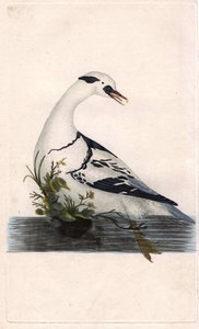 Harle bønder. Mergus albellus. Kobberstik af Edward Donovan (1768-1837), udgivet i Natural History of British Birds, London af Edward Donovan