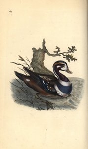 Harlekinand, Histrionicus histrionicus. Håndfarvet kobberplade tegnet og graveret af Edward Donovan fra hans egen "Natural History of British Birds," London af Edward Donovan
