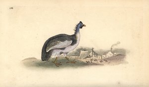 Perlehøns med hjelm, Numida meleagris. Håndfarvet kobberplade tegnet og graveret af Edward Donovan fra hans egen "Natural History of British Birds," London af Edward Donovan