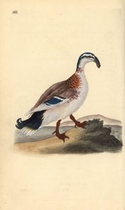 Krognæbbet gråænd, Anas platyrhynchos. Håndfarvet kobberplade tegnet og graveret af Edward Donovan fra hans egen "Natural History of British Birds," London af Edward Donovan