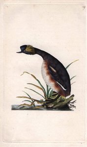 Hjørnedykker eller øresnegl. Podiceps auritus (Colymbus auritus). Kobberstik af Edward Donovan (1768-1837), udgivet i Histoire naturelle des oiseaux britanniques, London af Edward Donovan