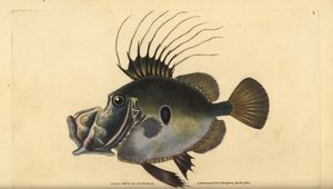 John Dory eller Doree, Zeus faber. Håndfarvet kobberplade tegnet og indgraveret af Edward Donovan fra hans Natural History of British Fishes, Donovan og F.C. og J. Rivington, London af Edward Donovan