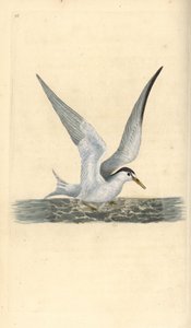 Lille eller lille terne, Sternula albifrons. Håndfarvet kobberplade tegnet og graveret af Edward Donovan fra hans egen "Natural History of British Birds," London af Edward Donovan