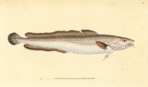 Langefisk, Molva molva (Gadus molva). Håndfarvet kobberplade tegnet og indgraveret af Edward Donovan fra hans Natural History of British Fishes, Donovan og F.C. og J. Rivington, London