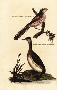 Langhalemejse eller langhalet mejse, Aegithalos caudatus og rødhalset lappedykker, Podiceps grisegena af Edward Donovan
