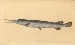 Longnose gar, Lepisosteus osseus (Osseus gar fisk, Esox osseus). Håndfarvet kobberplade tegnet og indgraveret af Edward Donovan fra hans Natural History of British Fishes, Donovan og F.C. og J. Rivington, London af Edward Donovan