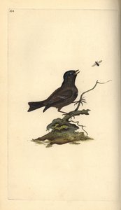 Marskmejse, Poecile Palustris. Håndfarvet kobberplade tegnet og graveret af Edward Donovan fra hans egen "Natural History of British Birds," London af Edward Donovan