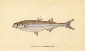 Middelhavssandlugt eller europæisk atherin, Atherina hepsetus. Håndfarvet kobberplade tegnet og indgraveret af Edward Donovan fra hans Natural History of British Fishes, Donovan og F.C. og J. Rivington, London af Edward Donovan