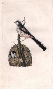 Mesange har en lang hale. Aegithalos caudatus (Parus caudatus). Kobberstik af Edward Donovan (1768-1837), udgivet i Histoire naturelle des oiseaux britanniques, London af Edward Donovan