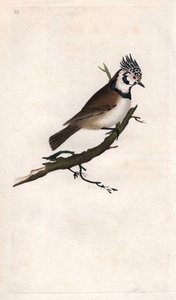 Kammejse. Lopophanes cristatus cristatus (Parus cristatus). Kobberstik af Edward Donovan (1768-1837), udgivet i Natural History of British Birds, London af Edward Donovan