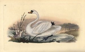 Knopsvane, Cygnus olor, med unger. Håndfarvet kobberplade tegnet og graveret af Edward Donovan fra hans egen "Natural History of British Birds," London af Edward Donovan