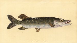 Nordlig gedde, Esox lucius. Håndfarvet kobberplade tegnet og indgraveret af Edward Donovan fra hans Natural History of British Fishes, Donovan og F.C. og J. Rivington, London