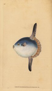 Ocean solfisk, Mola mola. Sårbar. (Solfisk, Tetrodon mola). Håndfarvet kobberplade tegnet og indgraveret af Edward Donovan fra hans Natural History of British Fishes, Donovan og F.C. og J. Rivington, London