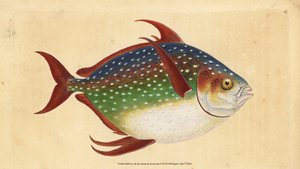 Opah eller kongefisk, Lampris guttatus (Zeus luna). Håndfarvet kobberplade tegnet og indgraveret af Edward Donovan fra hans Natural History of British Fishes, Donovan og F.C. og J. Rivington, London af Edward Donovan