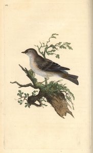 Orphean warbler, Sylvia hydrtensis, eller større pettychaps. Håndkoloreret kobberstik tegnet og graveret af Edward Donovan efter hans egen "Natural History of British Birds", London af Edward Donovan