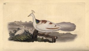 Påfuglefod, Pavo cristatus, hun med unger. Håndfarvet kobberplade tegnet og graveret af Edward Donovan fra hans egen "Natural History of British Birds," London af Edward Donovan