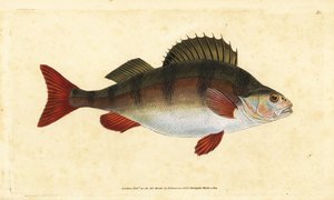 Aborre, Perca fluviatilis. Håndfarvet kobberplade tegnet og indgraveret af Edward Donovan fra hans Natural History of British Fishes, Donovan og F.C. og J. Rivington, London af Edward Donovan