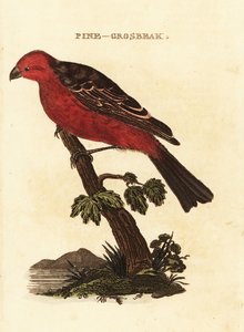 Pine grosbeak, Pinicola enucleator af Edward Donovan