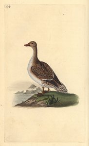 Nålehale, Anas acuta, hun. Håndfarvet kobberplade tegnet og graveret af Edward Donovan fra hans egen "Natural History of British Birds," London af Edward Donovan