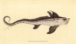 Kaninfisk eller havuhyre, Chimaera monstrosa. Nær truet. Håndfarvet kobberplade tegnet og indgraveret af Edward Donovan fra hans Natural History of British Fishes, Donovan og F.C. og J. Rivington, London af Edward Donovan