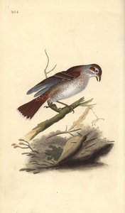 Rødrygget tobbe (hun), Lanius collurio. Håndfarvet kobberplade tegnet og graveret af Edward Donovan fra hans egen "Natural History of British Birds," London af Edward Donovan