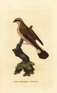 Rødrygget tobbe, Lanius collurio af Edward Donovan