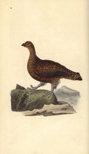 Rød rype (hun), Lagopus scotica. Håndfarvet kobberplade tegnet og graveret af Edward Donovan fra hans egen "Natural History of British Birds," London af Edward Donovan
