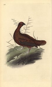 Rødhøns, Lagopus lagopus scotica. Håndkoloreret kobberstik tegnet og graveret af Edward Donovan efter hans egen "Natural History of British Birds", London af Edward Donovan