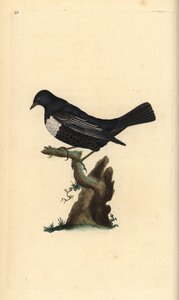 Ringouzel, Turdus torquatus. Håndfarvet kobberplade tegnet og graveret af Edward Donovan fra hans egen "Natural History of British Birds," London af Edward Donovan