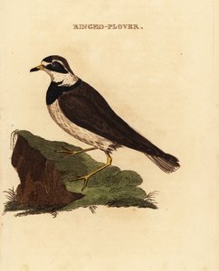 Ringhøne, Charadrius hiaticula af Edward Donovan