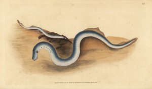 Flodlampret, Lampetra fluviatilis (Lampern eller mindre lampret, Petromyzon fluviatilis). Håndfarvet kobberplade tegnet og indgraveret af Edward Donovan fra hans Natural History of British Fishes, Donovan og F.C. og J. Rivington, London af Edward Donovan