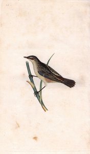 Rod phragmite. Acrocephalus schoenobaenus (Motacilla salicaria). Kobberstik af Edward Donovan (1768-1837), udgivet i Natural History of British Birds, London af Edward Donovan
