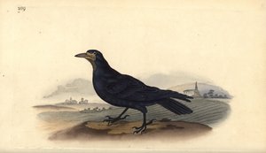 Rook, Corvus frugilegus. Håndfarvet kobberplade tegnet og graveret af Edward Donovan fra hans egen "Natural History of British Birds," London af Edward Donovan