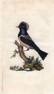 Stærfink. Sturnus roseus (Turdus roseus). Kobberstik af Edward Donovan (1768-1837), udgivet i Natural History of British Birds, London af Edward Donovan