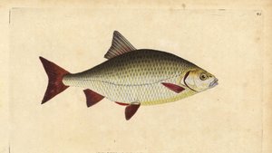 Rudd, Scardinius erythrophthalmus (Røde øjne, Cyprinus erythrophthalmus). Håndfarvet kobberplade tegnet og indgraveret af Edward Donovan fra hans Natural History of British Fishes, Donovan og F.C. og J. Rivington, London af Edward Donovan