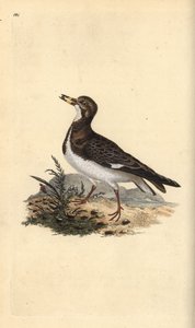 Rødmosset vendesten, Arenaria fortolker. Håndfarvet kobberplade tegnet og graveret af Edward Donovan fra hans egen "Natural History of British Birds," London af Edward Donovan