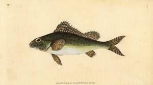 Ruffe, Gymnocephalus cernua (Perca cernua). Håndfarvet kobberplade tegnet og indgraveret af Edward Donovan fra hans Natural History of British Fishes, Donovan og F.C. og J. Rivington, London af Edward Donovan