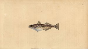 Sandkutling, Pomatoschistus minutus (Plettet kutling, Gobius minutus). Håndfarvet kobberplade tegnet og indgraveret af Edward Donovan fra hans Natural History of British Fishes, Donovan og F.C. og J. Rivington, London af Edward Donovan